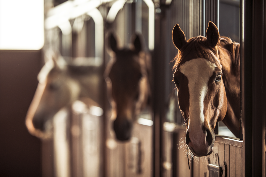 Pictured are three horses looking over their stable doors in an inside barn, an easy place for equine flu to spread