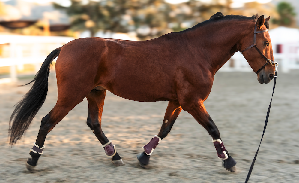 Nine horse lunging exercises to help your horse work correctly Your Horse
