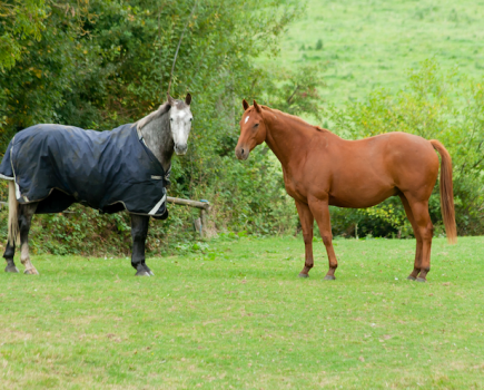 Pictured is a grey horse and a chesnut horse in a field, with the grey horse wearing a rug but his fieldmate having no blanket on at all