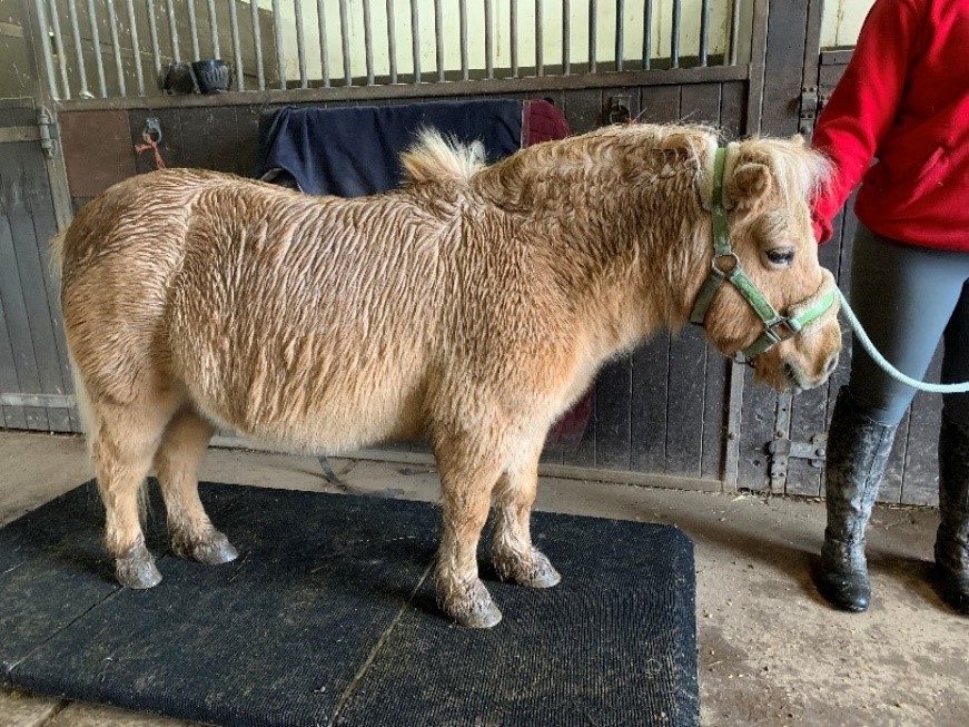 Pictured is Shetland pony Diamond on a weigh bridge at a BHS Horse Health Day after losing 30kg of weight