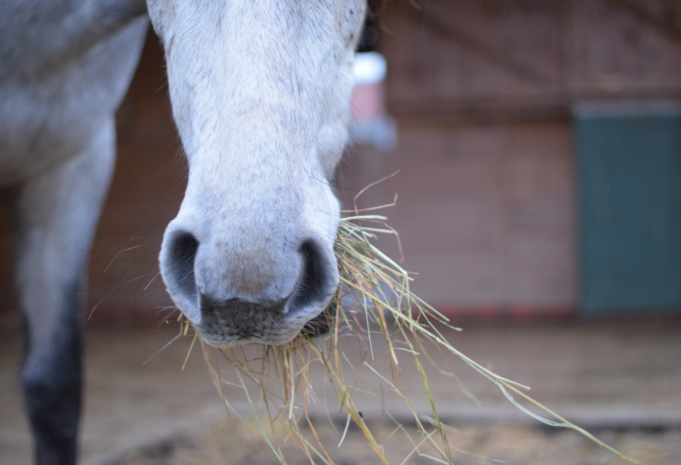 Is it best to feed hay or haylage to a good doer? Your Horse