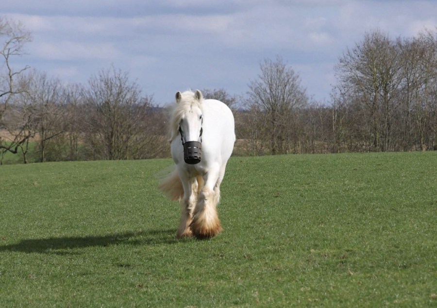 Pictured in her field wearing a muzzle is Floss, a grey horse whose life was transformed with a calorie restricted diet