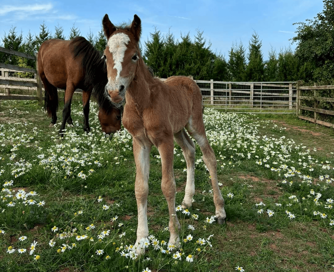 Live birth of new foal is captured on charity's webcam footage - Your Horse