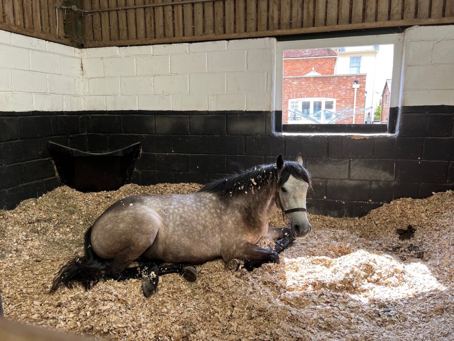 A dun horse is pictured lying down on a deep shavings bed in a stable