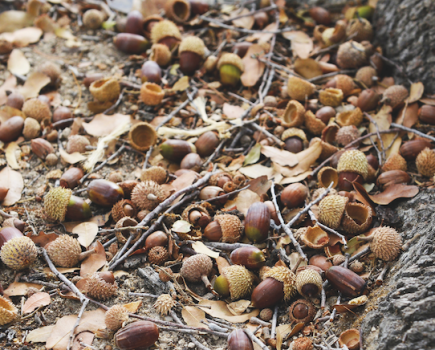 Pictured are fallen acorns on the floor, which pose a serious threat of acorn toxicity if eaten by horses