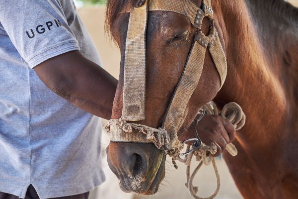 “How Believing in Horse Emotions Can Enhance Their Wellbeing: Insights from a New Study”