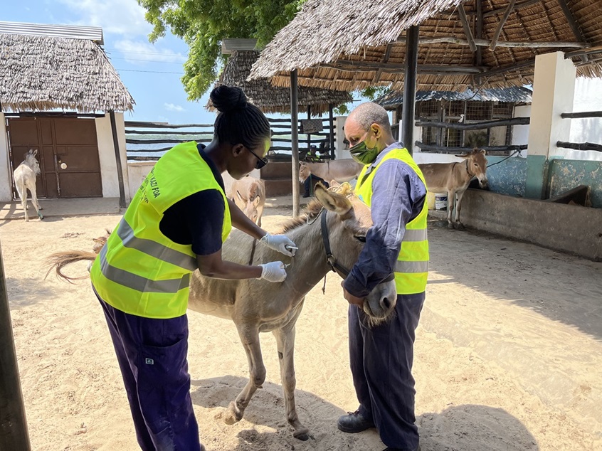 The Donkey Sanctuary rolls out vaccination programmes to prevent rabies ...