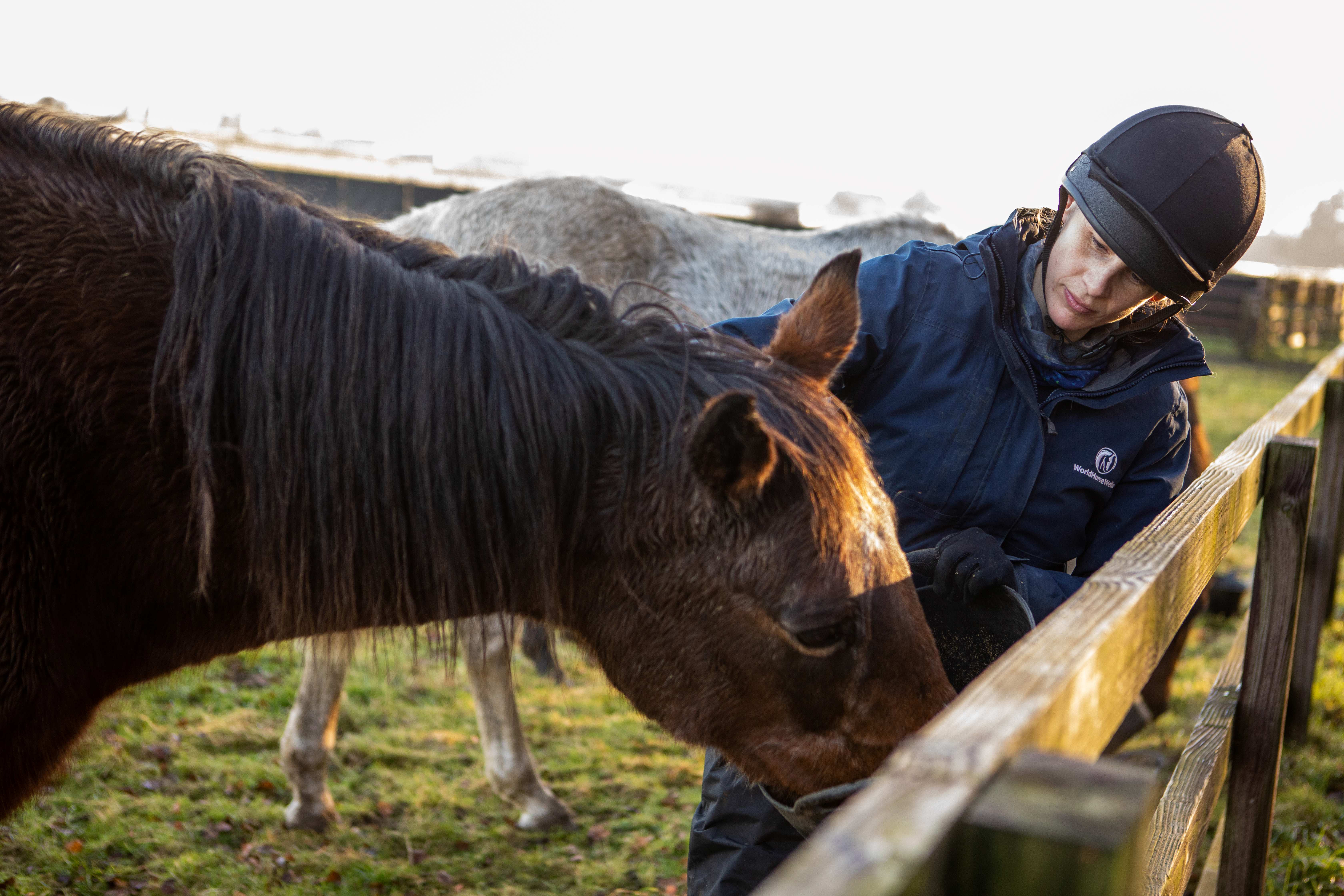 World Horse Welfare launches sustainability strategy - Your Horse