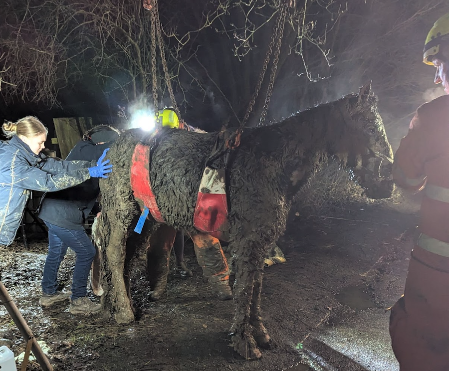 Hypothermic horse stuck in mud after getting legs caught in rug straps ...