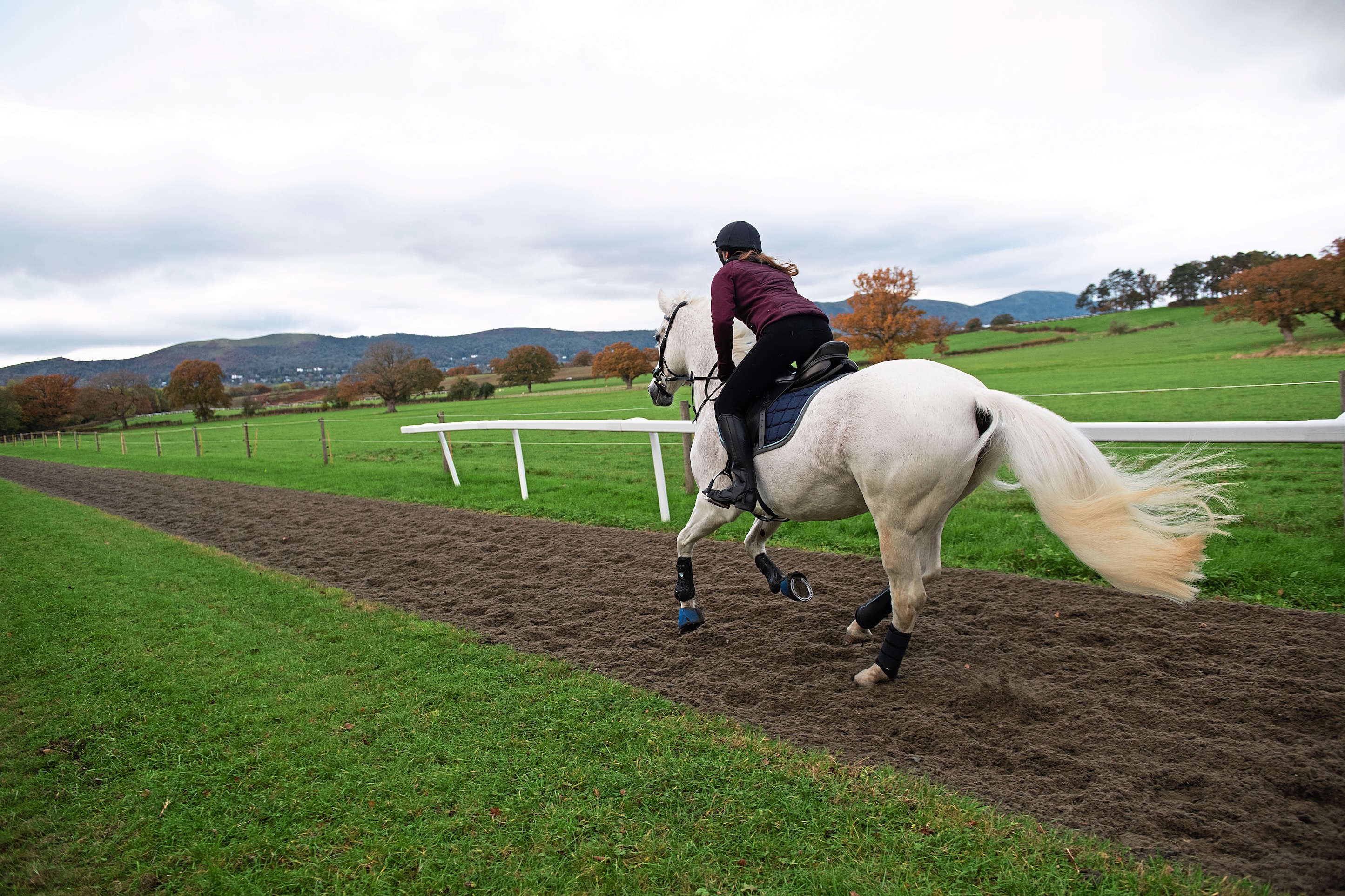 Your Horse Live 2025 Dates 