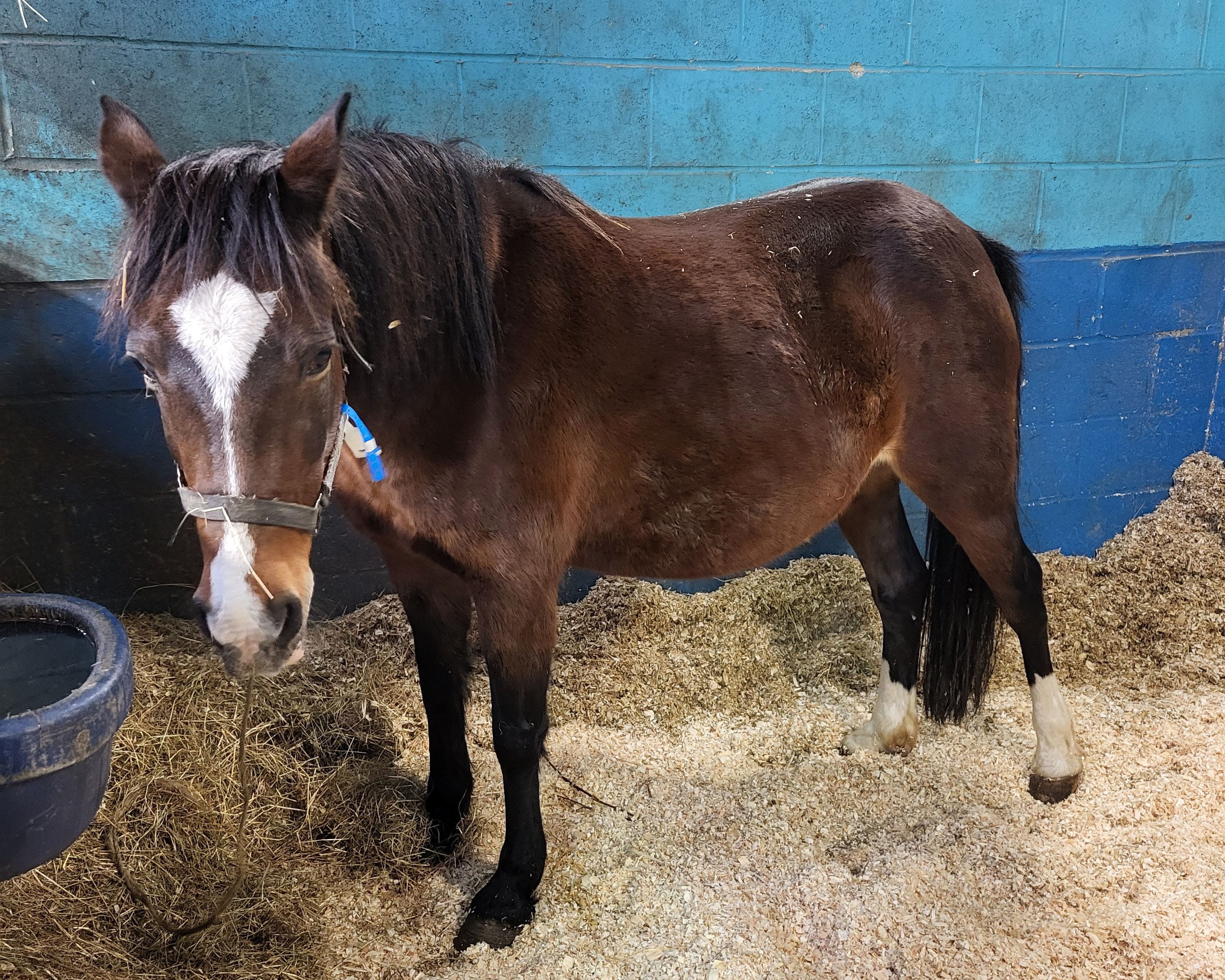 Charity calls for update to legislation to stop horse smuggling and ...