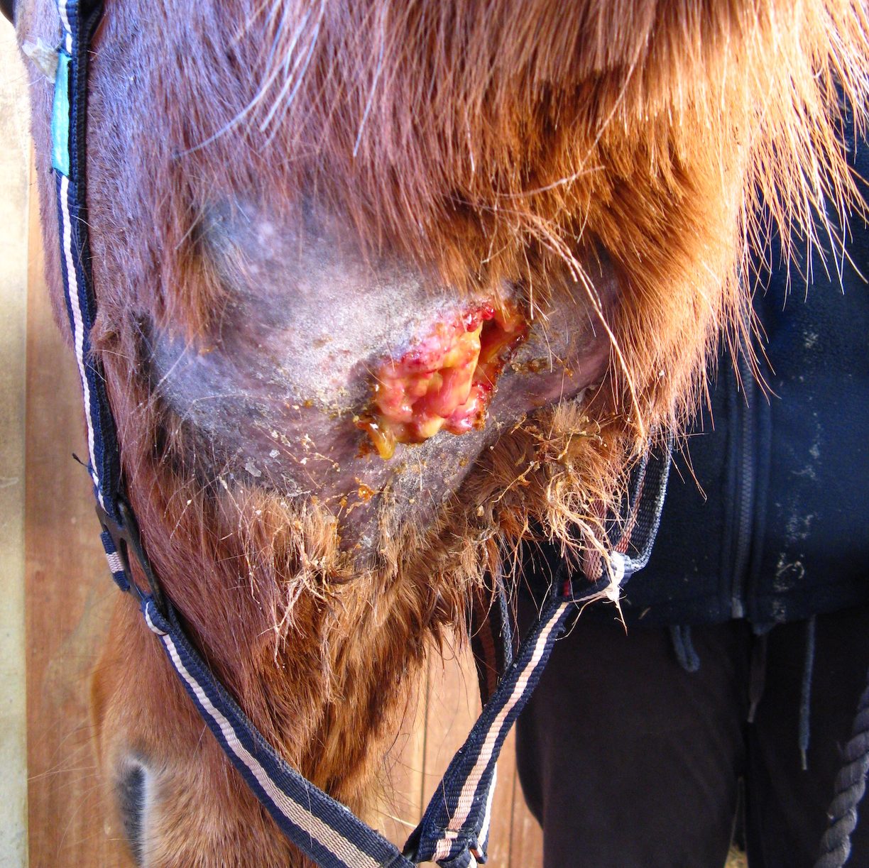 Pictured is the underside of a chestnut's horse head, where an abscess caused by strangles is opening and oozing