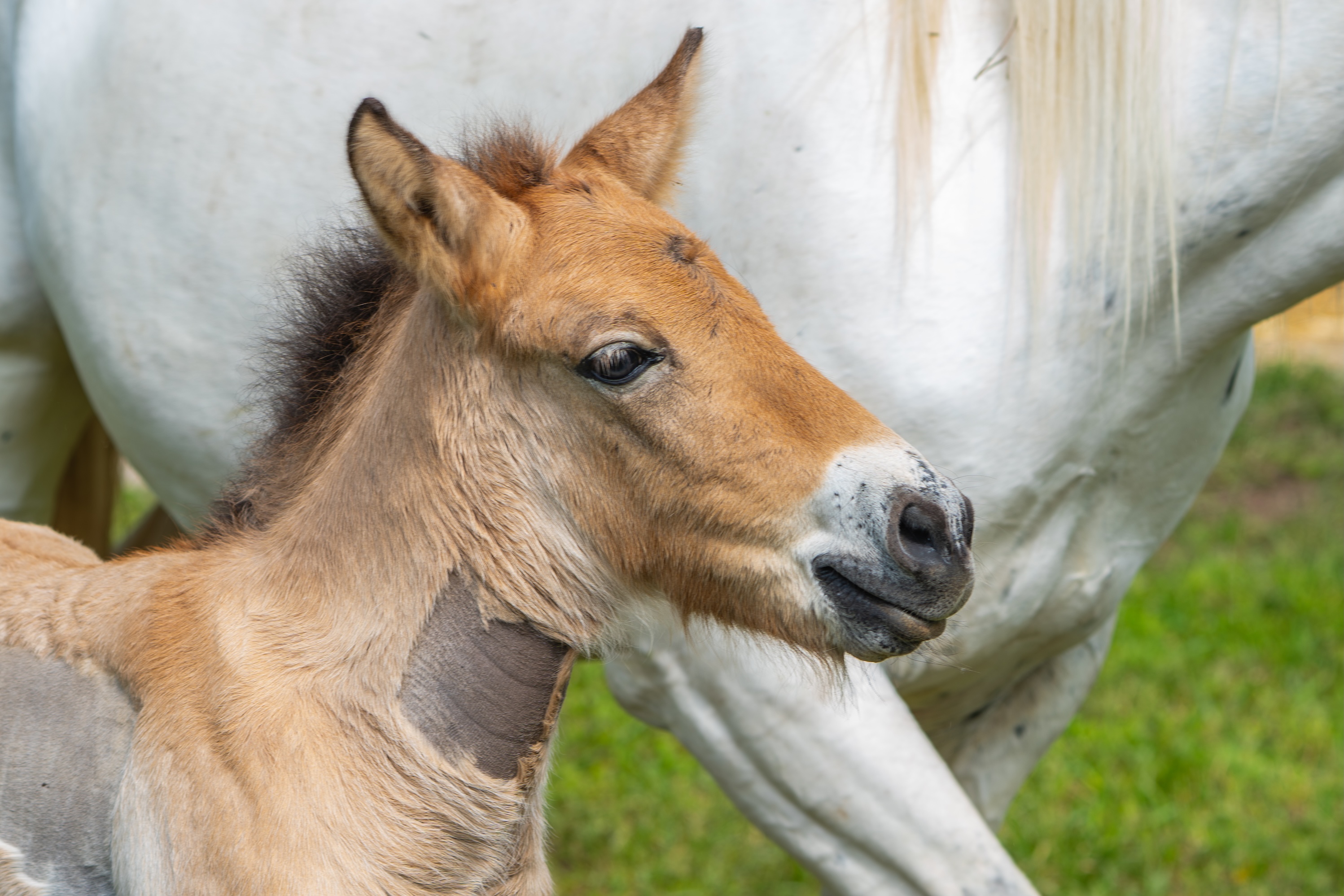Endangered Przewalski’s foal rejected by mother after emergency surgery is adopted by grey mare