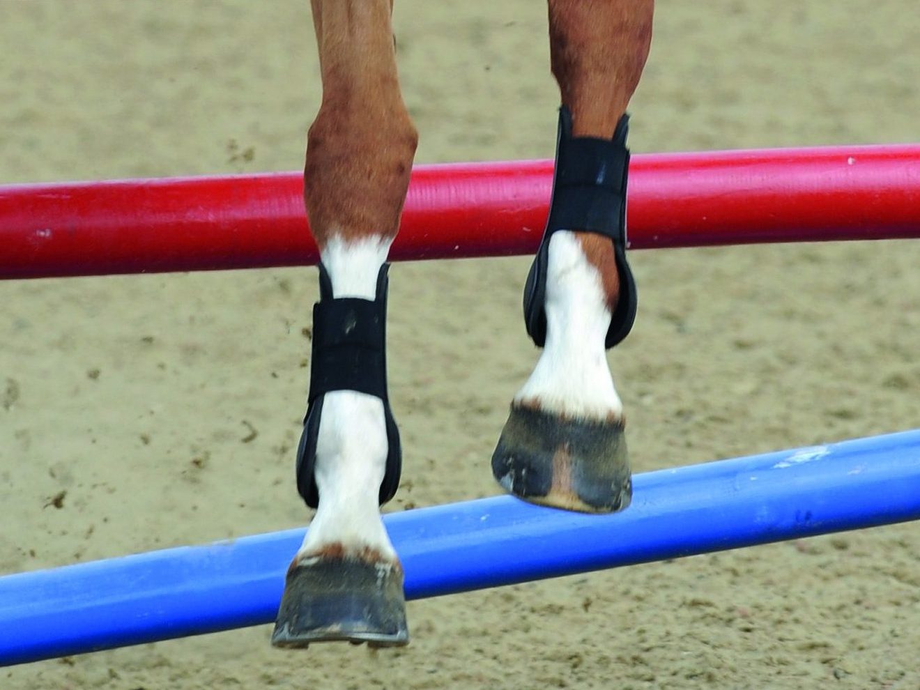 Pictured are front legs with open-fronted tendon boots on
