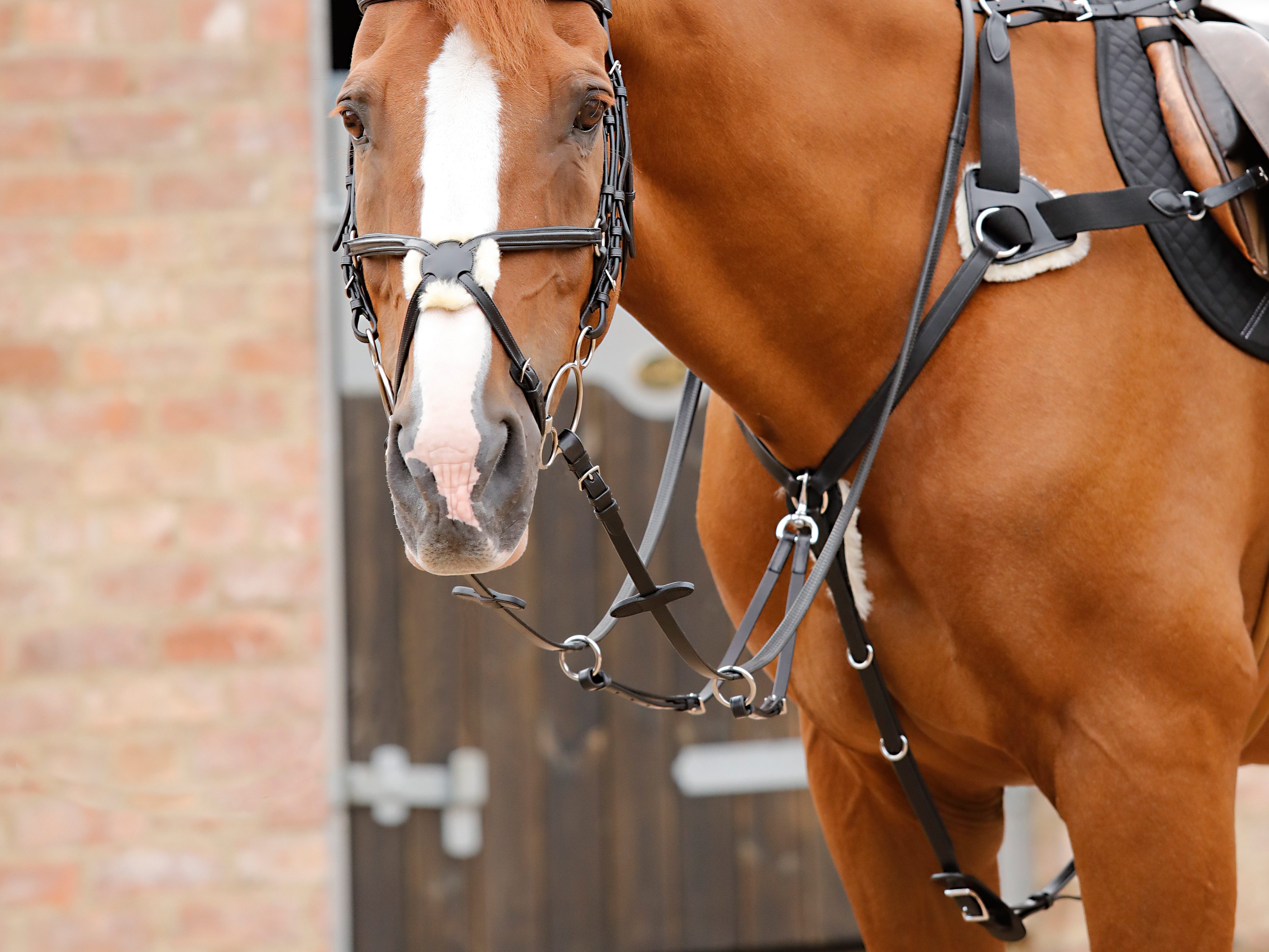 Premier Equine Invorio 5 Point Breastplate