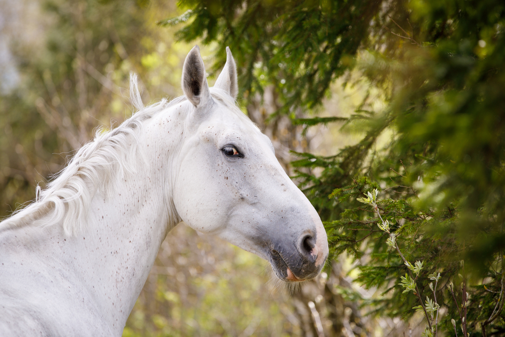 Is your horse trying to tell you something? It’s very likely, scientists have discovered