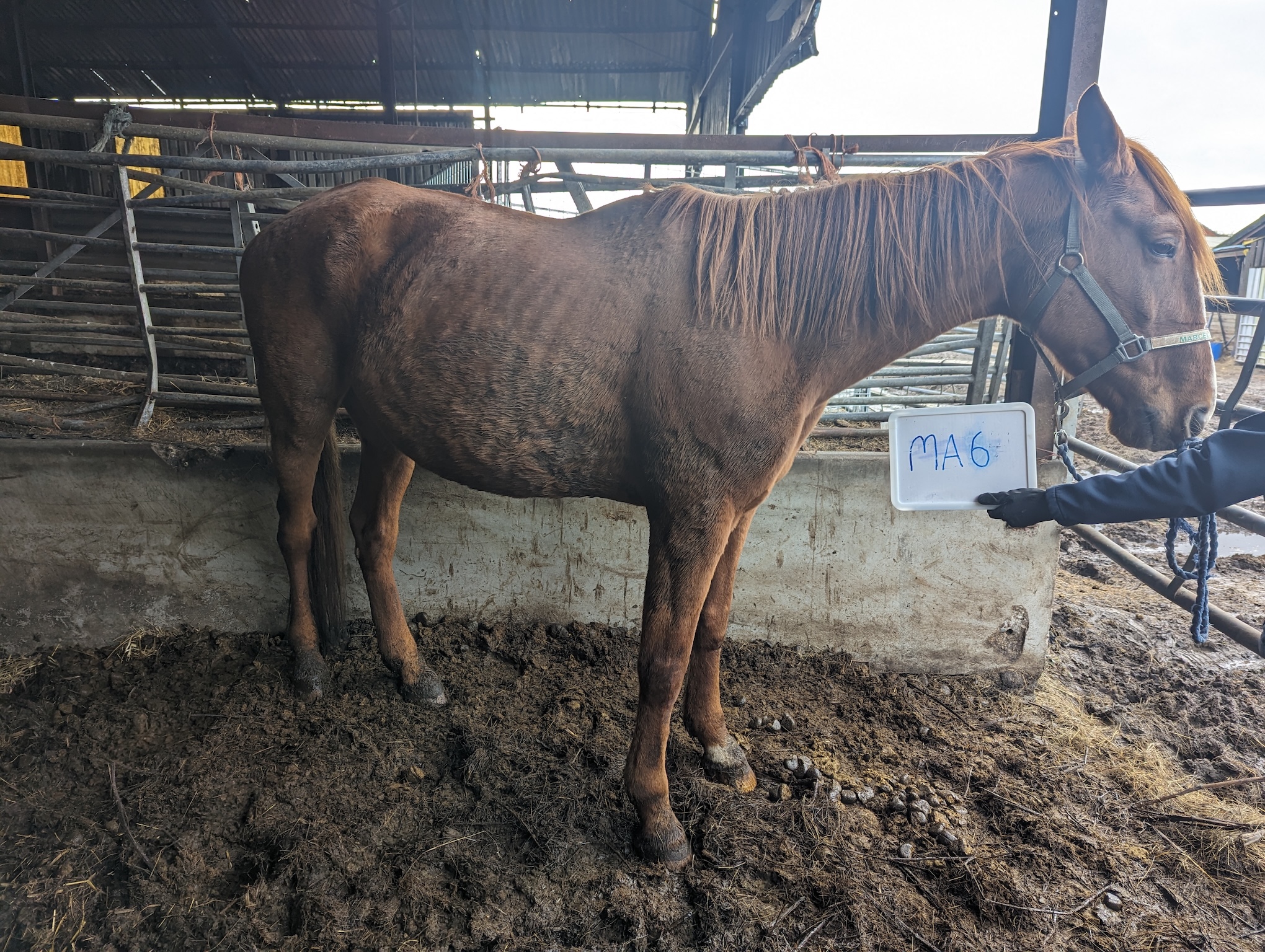 Tip off leads to prison sentence for farmer who neglected hundreds of ...