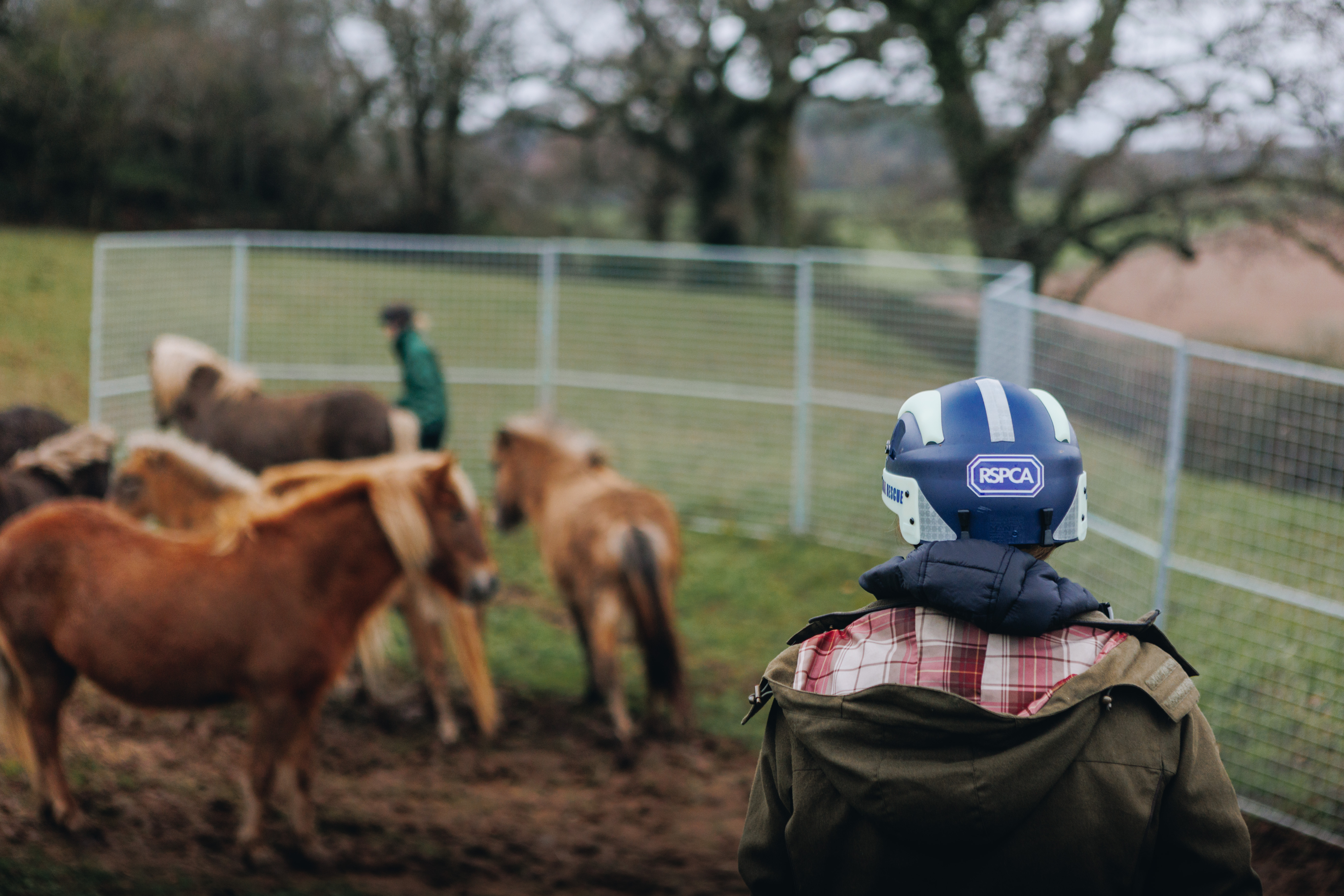 Equine charities unite to save 70 rare breed horses and foals in Devon