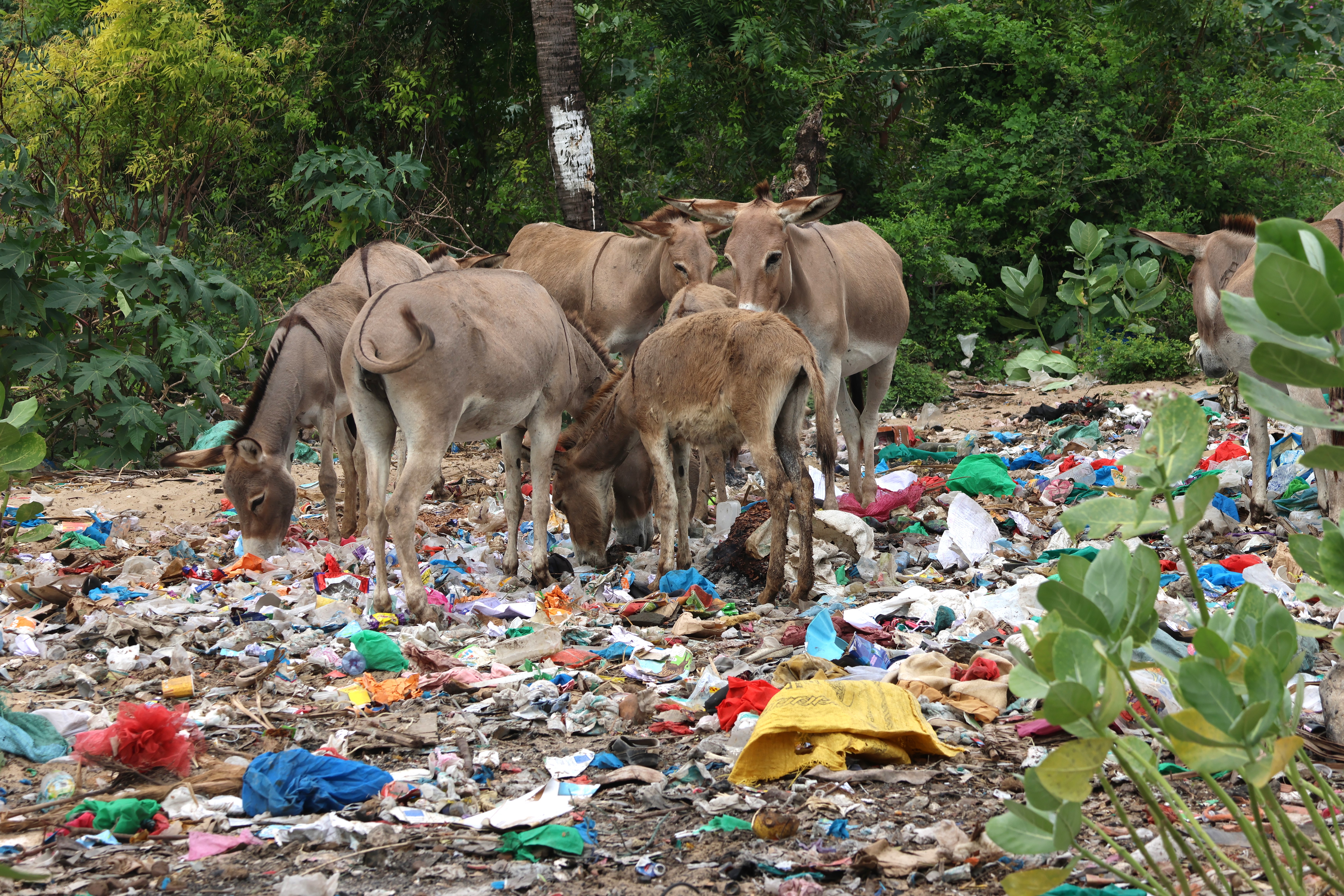 ‘Wake-up call’ as study finds microplastics in 100 per cent of donkey faecal samples tested in Kenya