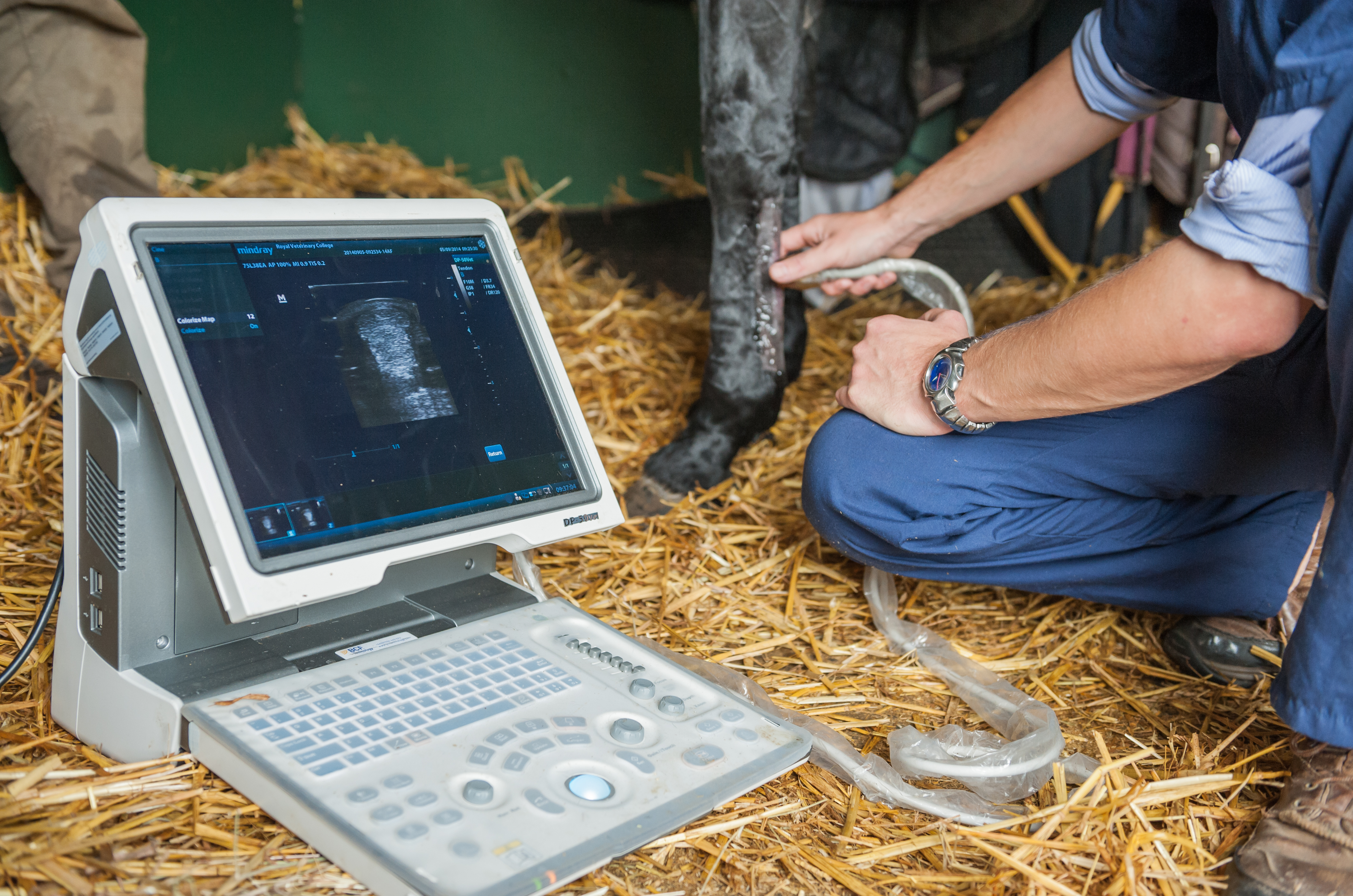 New research reveals age-related decline in blood supply to tendons in horses