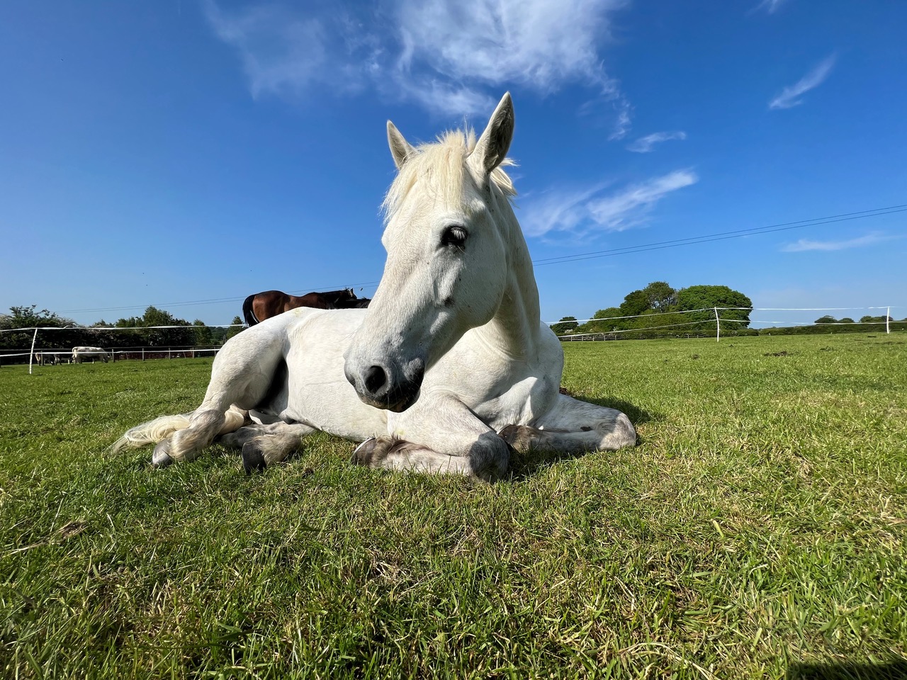 Charity celebrates 10 years of rehoming initiative