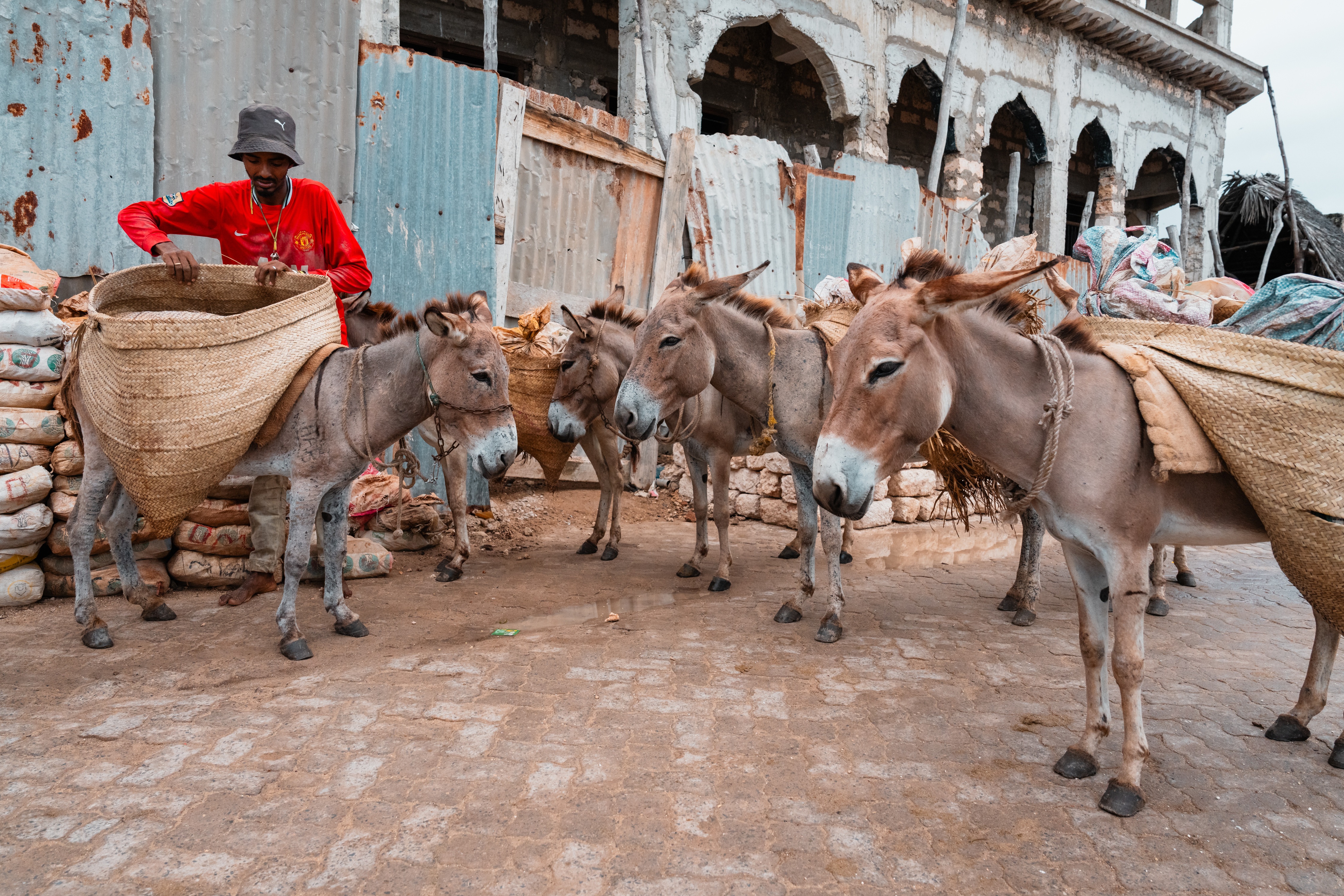 Hope for donkeys as allies unite to battle skin trade with new strategy