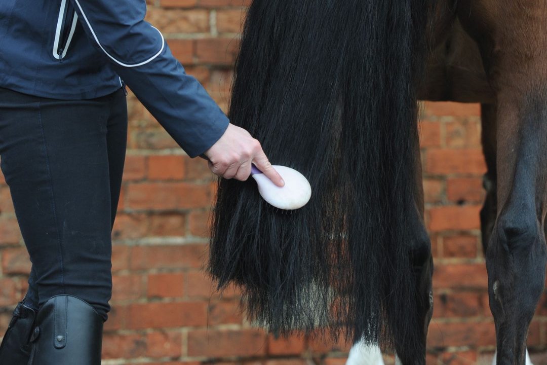 Avoid brushing tails every day, as it can break hair