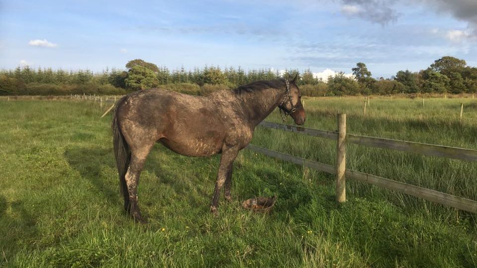 The perfect mix of thick dried mud and a very dusty coat: a lot of horse grooming was required