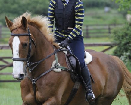 If horses had a collarbone they'd struggle to carry you