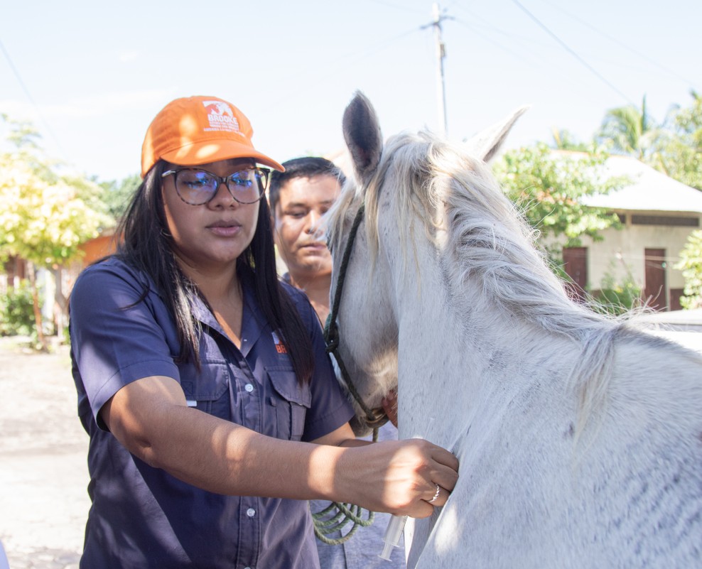 Gender barriers hindering animal health progress, says Brooke review
