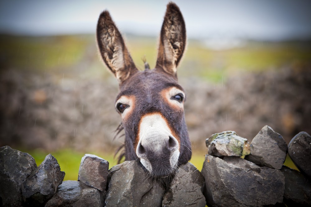 Donkey Sy 6 fascinating facts about donkeys as we celebrate World Donkey Day ...