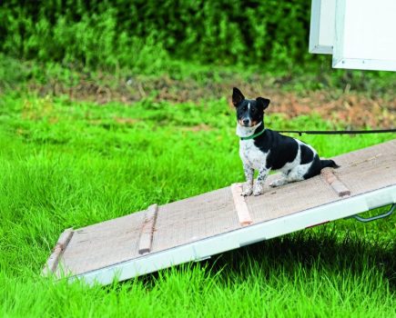 YORK, ENGLAND - MAY 25: A dog sits on the ramp of a horsebox during the 25th Hambleton District Horse Show held at Sutton Park on May 25, 2019 in York, England. Established 25 years ago at The Barugh, Carlton Husthwaite, the show has now grown to contain over 200 classes of events with qualifiers over the years for the Royal International Horse Show. Run each year in aid of charities, this year sees the proceeds donated to Yorkshire Cancer Research, Yorkshire Air Ambulance and The Injured Jockeys Fund. (Photo by Ian Forsyth/Getty Images)