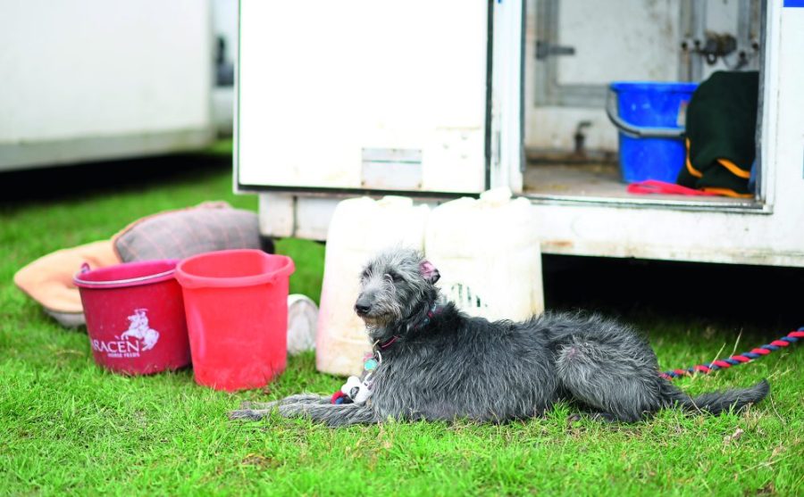 CHELMSFORD, ENGLAND - MARCH 15: A dog is seen outside a horse box prior to Point-to-Point Racing at High Easter on March 15, 2020 in Chelmsford, England. (Photo by Alex Davidson/Getty Images)