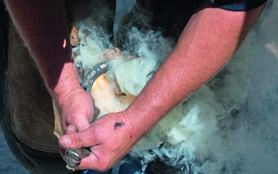 farrier adjusting horses horseshoes, shows attaching hot horseshoe to hoof