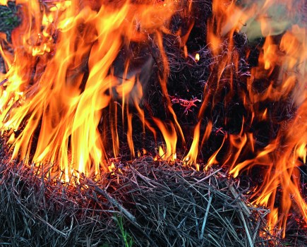 Body of flame inflaming in a forest. Fire hazard. Natural disaster in the forest
