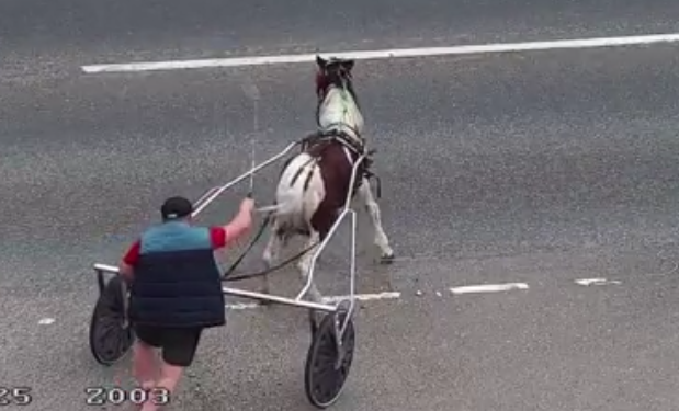 RSPCA reports of animal beatings rise by 90% in five years