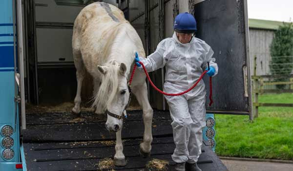 World Horse Welfare calls on UK Government to deliver promised live export ban