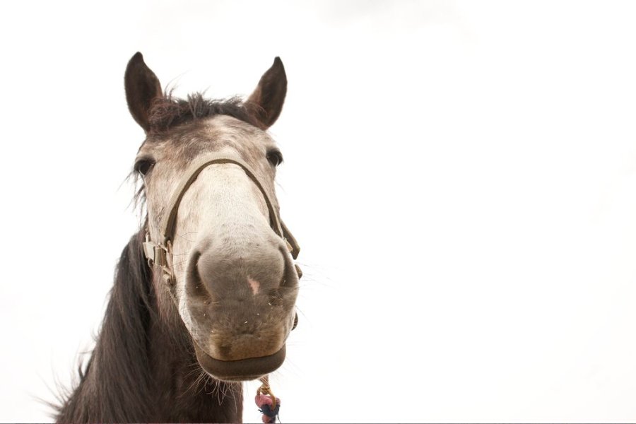 How Do We Measure a Horse's Quality of Life? - Your Horse