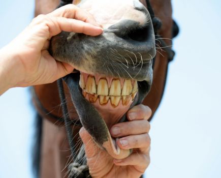How to age a horse by looking at their teeth