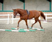 Working over poles is a good horse lunging exercise
