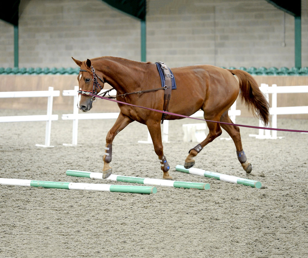 Nine horse lunging exercises to help your horse work correctly Your Horse