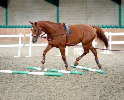 Working over poles is a good horse lunging exercise