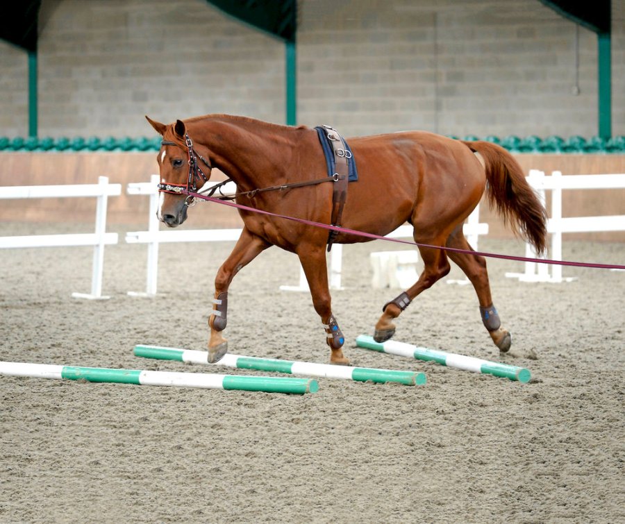 Working over poles is a good horse lunging exercise