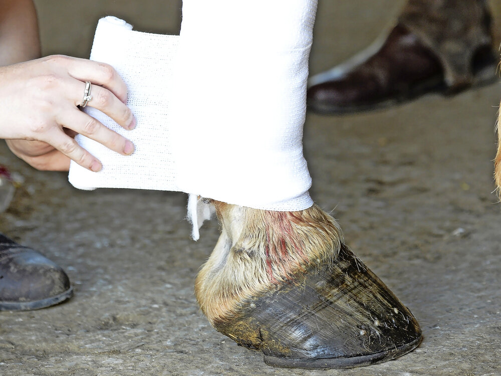 Dressing Simple Wounds Your Horse