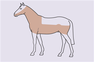 Diagram of a horse blanket clip