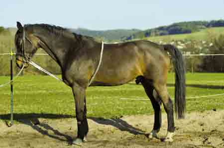 Classic Dressage lunge aid