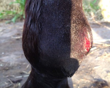 A small wound on a leg can lead to cellulitis in horses, which is very painful and requires immediate veterinary attention