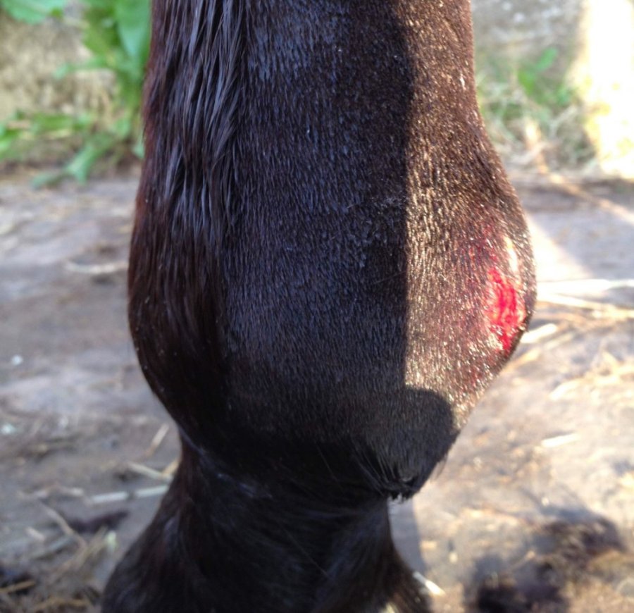 A small wound on a leg can lead to cellulitis in horses, which is very painful and requires immediate veterinary attention