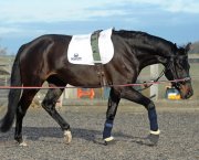 Lunging a horse in a chambon