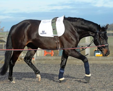 Lunging a horse in a chambon